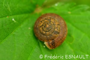 Moine des bois (Monachoides incarnatus)