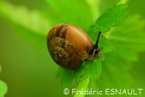 Moine des bois (Monachoides incarnatus)