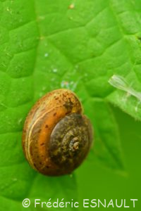 Moine des bois (Monachoides incarnatus)
