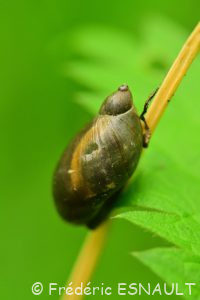 Ambrette élégante / des marais (Oxyloma sp)