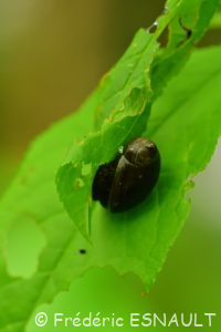 Ambrette élégante / des marais (Oxyloma sp)