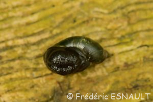 Ambrette élégante / des marais (Oxyloma sp)
