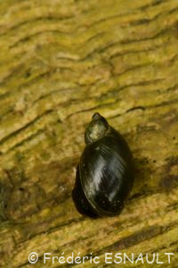 Ambrette élégante / des marais (Oxyloma sp)