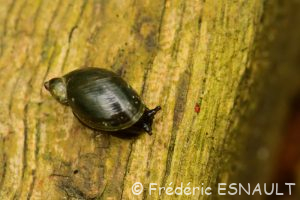 Ambrette élégante / des marais (Oxyloma sp)