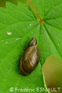 Ambrette élégante / des marais (Oxyloma sp)