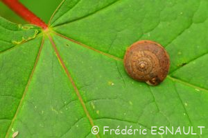 Moine des bois (Monachoides incarnatus)