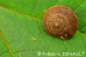 Moine des bois (Monachoides incarnatus)