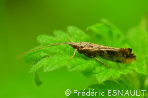 Phrygane marbrée (Glyphotaelius pellucidus)