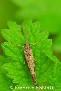 Phrygane marbrée (Glyphotaelius pellucidus)