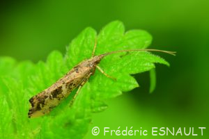 Phrygane marbrée (Glyphotaelius pellucidus)