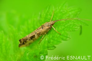 Phrygane marbrée (Glyphotaelius pellucidus)