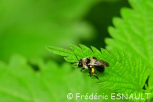 Andrène cinéraire (Andrena cineraria)