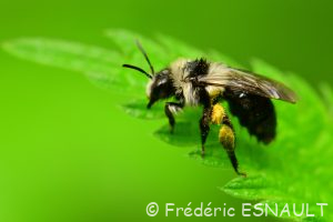 Andrène cinéraire (Andrena cineraria)