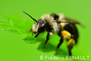 Andrène cinéraire (Andrena cineraria)