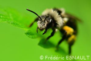 Andrène cinéraire (Andrena cineraria)