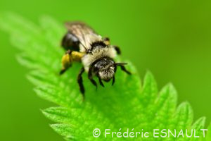 Andrène cinéraire (Andrena cineraria)