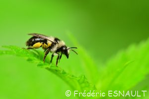 Andrène cinéraire (Andrena cineraria)