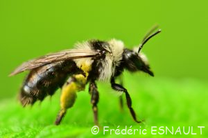 Andrène cinéraire (Andrena cineraria)