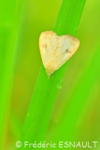 Soyeuse (Rivula sericealis)