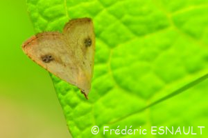 Soyeuse (Rivula sericealis)