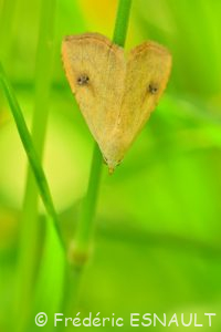 Soyeuse (Rivula sericealis)