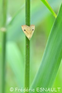 Soyeuse (Rivula sericealis)