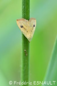 Soyeuse (Rivula sericealis)