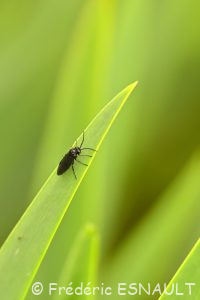 Tenthrède du sceau de Salomon (Phymatocera aterrima)