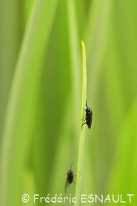 Tenthrède du sceau de Salomon (Phymatocera aterrima)