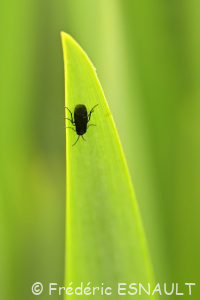 Tenthrède du sceau de Salomon (Phymatocera aterrima)