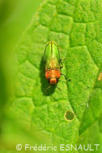Anthaxie brillante (Anthaxia nitidula)