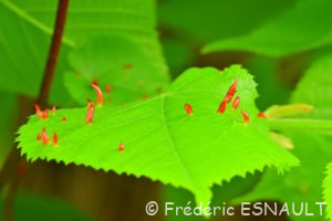 L'acarien Phytopte du tilleul (Eriophyes tiliae)