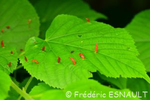 L'acarien Phytopte du tilleul (Eriophyes tiliae)