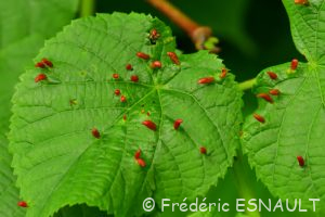 L'acarien Phytopte du tilleul (Eriophyes tiliae)