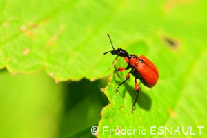 Apodère du noisetier (Apoderus coryli)