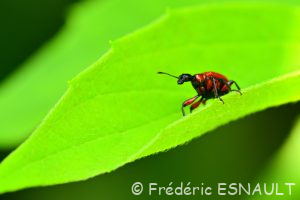Apodère du noisetier (Apoderus coryli)