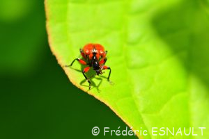 Apodère du noisetier (Apoderus coryli)