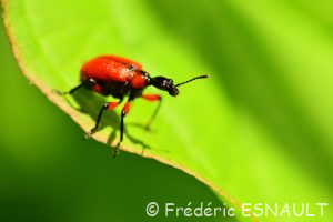 Apodère du noisetier (Apoderus coryli)