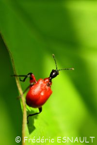 Apodère du noisetier (Apoderus coryli)