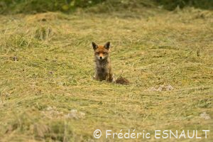 Renard roux (Vulpes vulpes)