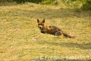 Renard roux (Vulpes vulpes)