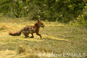 Renard roux (Vulpes vulpes)