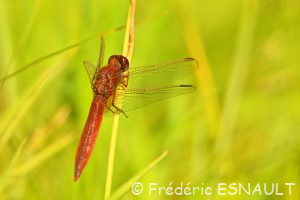 Crocothémis écarlate (Crocothemis erythraea)