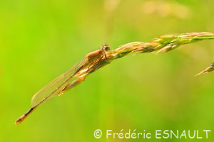 Ischnure élégante (Ischnura elegans)
