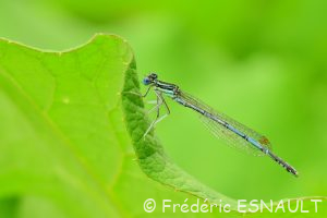 Pennipatte bleuâtre (Platycnemis pennipes)