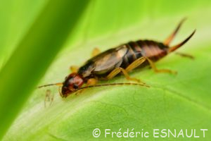 Pince-oreille ou Forficule (Forficula auricularia)