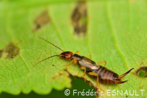 Pince-oreille ou Forficule (Forficula auricularia)