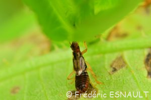 Pince-oreille ou Forficule (Forficula auricularia)