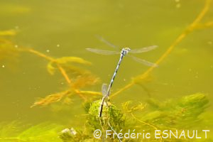 Naïade aux yeux bleus (Erythromma lindenii)