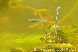 Naïade aux yeux bleus (Erythromma lindenii)